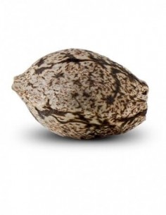Criminal + - Ripper Seeds femminizzati Ripper Seeds €6,00 2