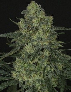 Criminal + - Ripper Seeds femminizzati Ripper Seeds €6,00