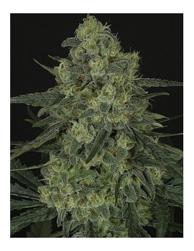 Criminal + - Ripper Seeds femminizzati Ripper Seeds €6,00