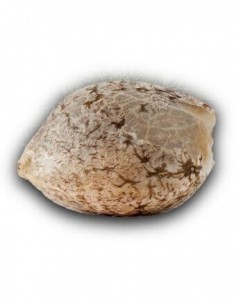 Grapegum - Ripper Seeds femminizzati Ripper Seeds €15,00 2