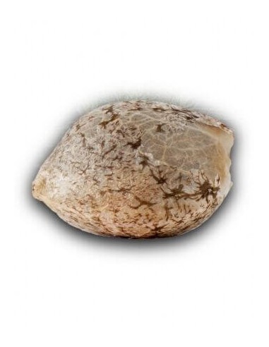 Grapegum - Ripper Seeds femminizzati Ripper Seeds €15,00