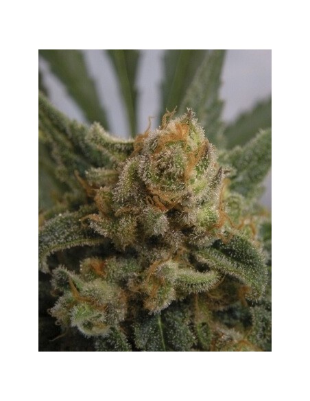 Grapegum - Ripper Seeds femminizzati Ripper Seeds €15,00 Grapegum - Ripper Seeds femminizzati Ripper Seeds €15,00