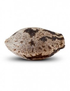 Washing Machine - Ripper Seeds femminizzati Ripper Seeds €18,00 2