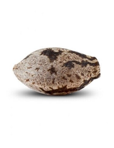 Washing Machine - Ripper Seeds femminizzati Ripper Seeds €18,00