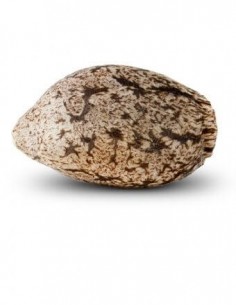 Old School - Ripper Seeds femminizzati Ripper Seeds €18,00 2