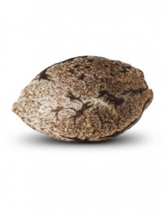 Ripper Haze - Ripper Seeds femminizzati Ripper Seeds €24,00 2
