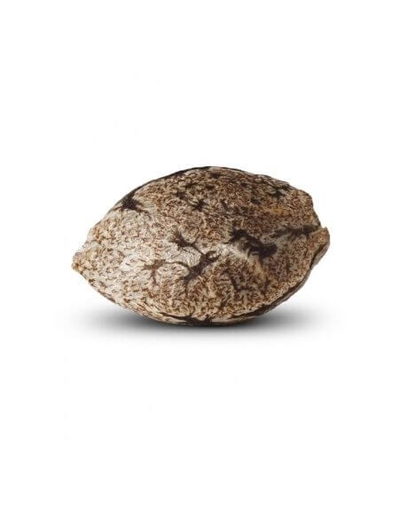 Ripper Haze - Ripper Seeds femminizzati Ripper Seeds €24,00