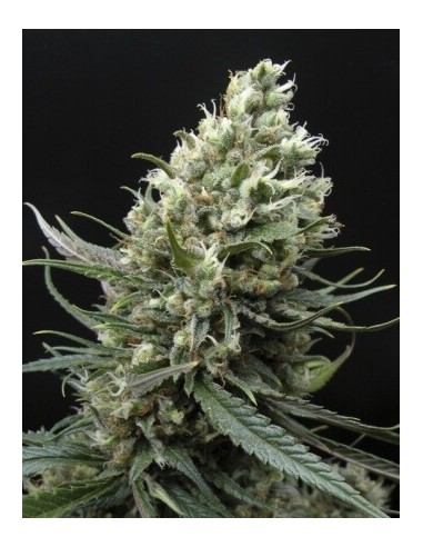 Ripper Haze - Ripper Seeds femminizzati Ripper Seeds €24,00