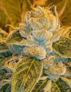 Sour Ripper - Ripper Seeds femminizzati Ripper Seeds €21,00