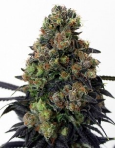 Acid Dough - Ripper Seeds femminizzati Ripper Seeds €21,00