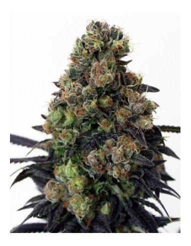 Acid Dough - Ripper Seeds femminizzati Ripper Seeds €21,00