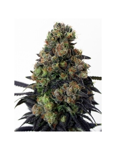 Acid Dough - Ripper Seeds femminizzati Ripper Seeds €21,00