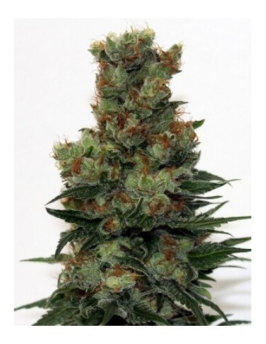 Ripper Badazz - Ripper Seeds femminizzati Ripper Seeds €27,00