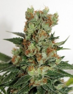 Fuel OG - Ripper Seeds femminizzati Ripper Seeds €21,00