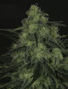 Black Valley - Ripper Seeds femminizzati Ripper Seeds €18,00