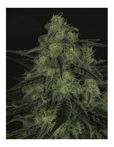 Black Valley - Ripper Seeds femminizzati Ripper Seeds €18,00