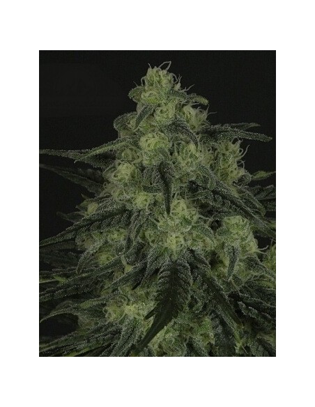 Black Valley - Ripper Seeds femminizzati Ripper Seeds €18,00