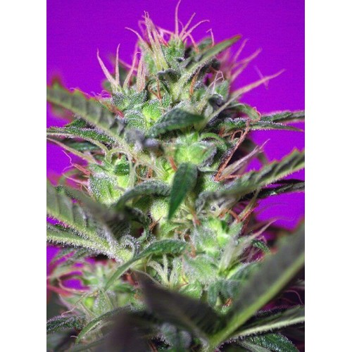 Botafumeiros - Sweet Seeds femminizzati Sweet Seeds €17,90