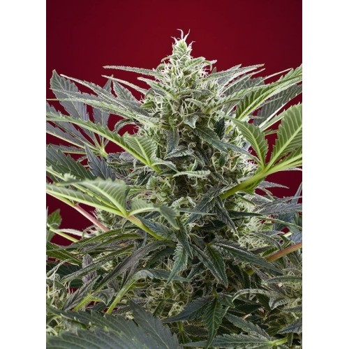 Cream 47 - Sweet Seeds femminizzati Sweet Seeds €31,50