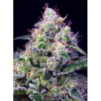 Cream Caramel - Sweet Seeds femminizzati Sweet Seeds €27,00