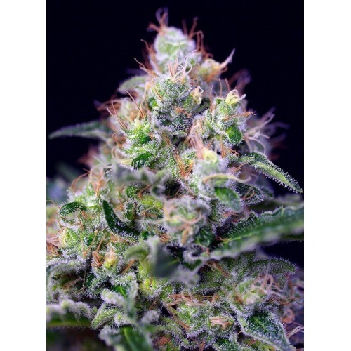 Cream Caramel - Sweet Seeds femminizzati Sweet Seeds €27,00