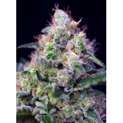 Cream Caramel - Sweet Seeds femminizzati Sweet Seeds €27,00 Cream Caramel - Sweet Seeds femminizzati Sweet Seeds €27,00