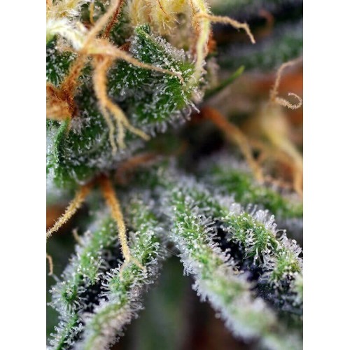 Cream Caramel - Sweet Seeds femminizzati Sweet Seeds €27,00