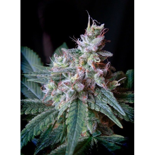 Cream Caramel - Sweet Seeds femminizzati Sweet Seeds €27,00