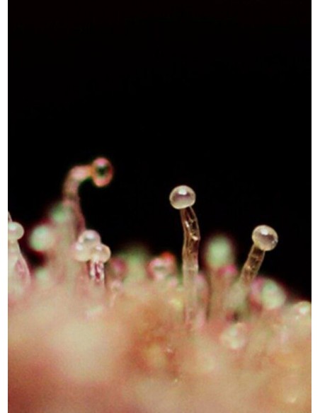 Cream Caramel Auto - Sweet Seeds femminizzati Sweet Seeds €23,00 Cream Caramel Auto - Sweet Seeds femminizzati Sweet Seeds €23,00