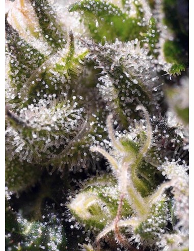 Cream Caramel Auto - Sweet Seeds femminizzati Sweet Seeds €23,00