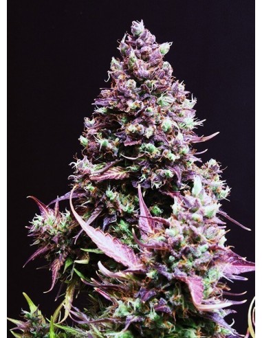 Cream Caramel Auto - Sweet Seeds femminizzati Sweet Seeds €23,00