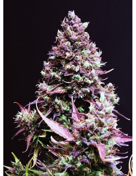 Cream Caramel Auto - Sweet Seeds femminizzati Sweet Seeds €23,00 Cream Caramel Auto - Sweet Seeds femminizzati Sweet Seeds €23,00