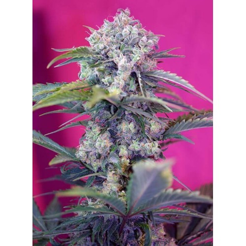 Cream Mandarine Auto - Sweet Seeds femminizzati Sweet Seeds €26,90