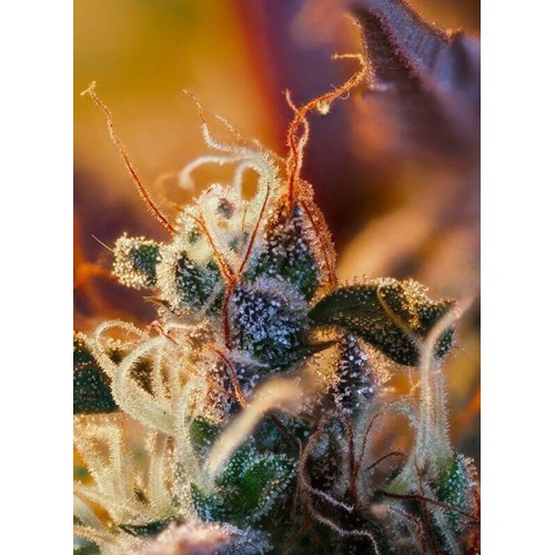 Cream Mandarine XL Auto - Sweet Seeds femminizzati Sweet Seeds €26,90
