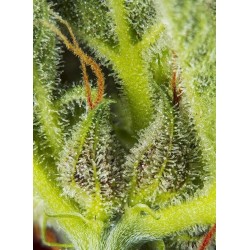Cream Mandarine XL Auto - Sweet Seeds femminizzati Sweet Seeds €26,90