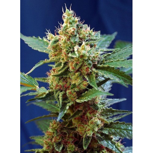 Cream Mandarine XL Auto - Sweet Seeds femminizzati Sweet Seeds €26,90