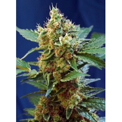 Cream Mandarine XL Auto - Sweet Seeds femminizzati Sweet Seeds €26,90