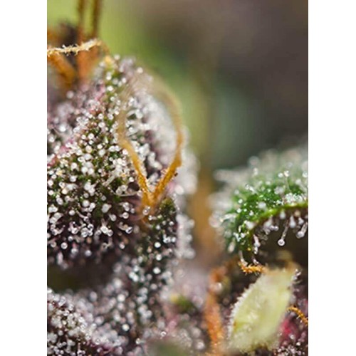 Dark Devil Auto - Sweet Seeds femminizzati Sweet Seeds €27,90