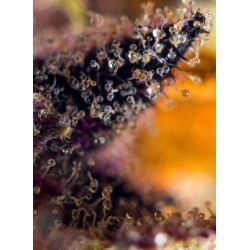 Dark Devil Auto - Sweet Seeds femminizzati Sweet Seeds €27,90 Dark Devil Auto - Sweet Seeds femminizzati Sweet Seeds €27,90