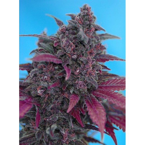 Dark Devil Auto - Sweet Seeds femminizzati Sweet Seeds €27,90