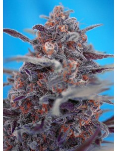 Devil Cream Auto - Sweet Seeds femminizzati Sweet Seeds €25,90