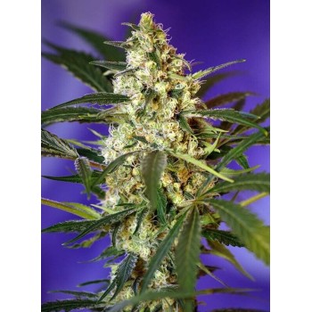 Fast Bud 2 Auto - Sweet Seeds femminizzati Sweet Seeds €22,50