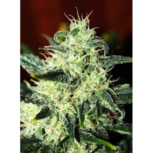 Green Poison - Sweet Seeds femminizzati Sweet Seeds €25,50