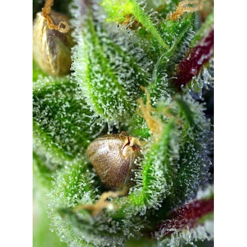 Green Poison - Sweet Seeds femminizzati Sweet Seeds €25,50