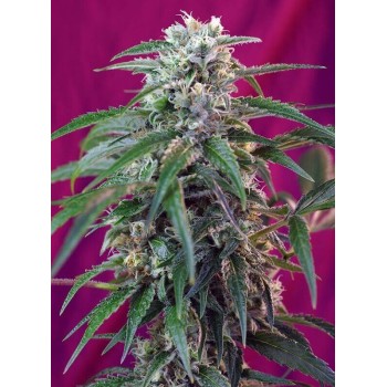 Green Poison Auto - Sweet Seeds femminizzati Sweet Seeds €25,50