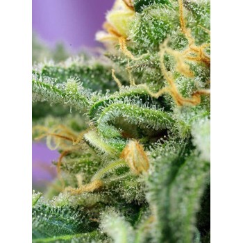 Killer Kush Auto - Sweet Seeds femminizzati Sweet Seeds €22,90 2
