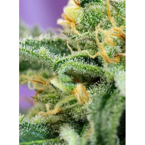 Killer Kush Auto - Sweet Seeds femminizzati Sweet Seeds €22,90