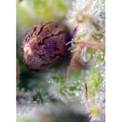 Killer Kush Auto - Sweet Seeds femminizzati Sweet Seeds €22,90