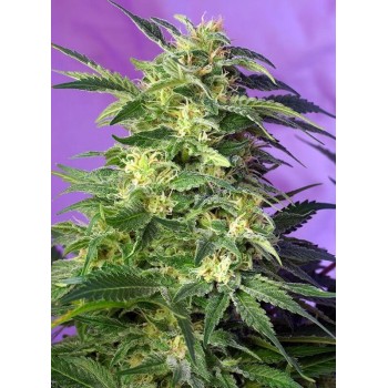 Killer Kush Auto - Sweet Seeds femminizzati Sweet Seeds €22,90