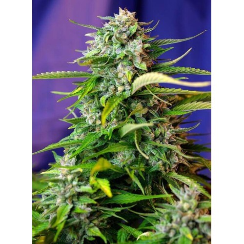 Jack 47 Auto - Sweet Seeds femminizzati Sweet Seeds €32,90